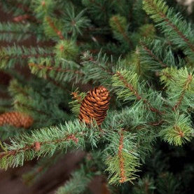 Park Hill Blue Spruce Christmas Tree 9' - For Local Pick Up ONLY