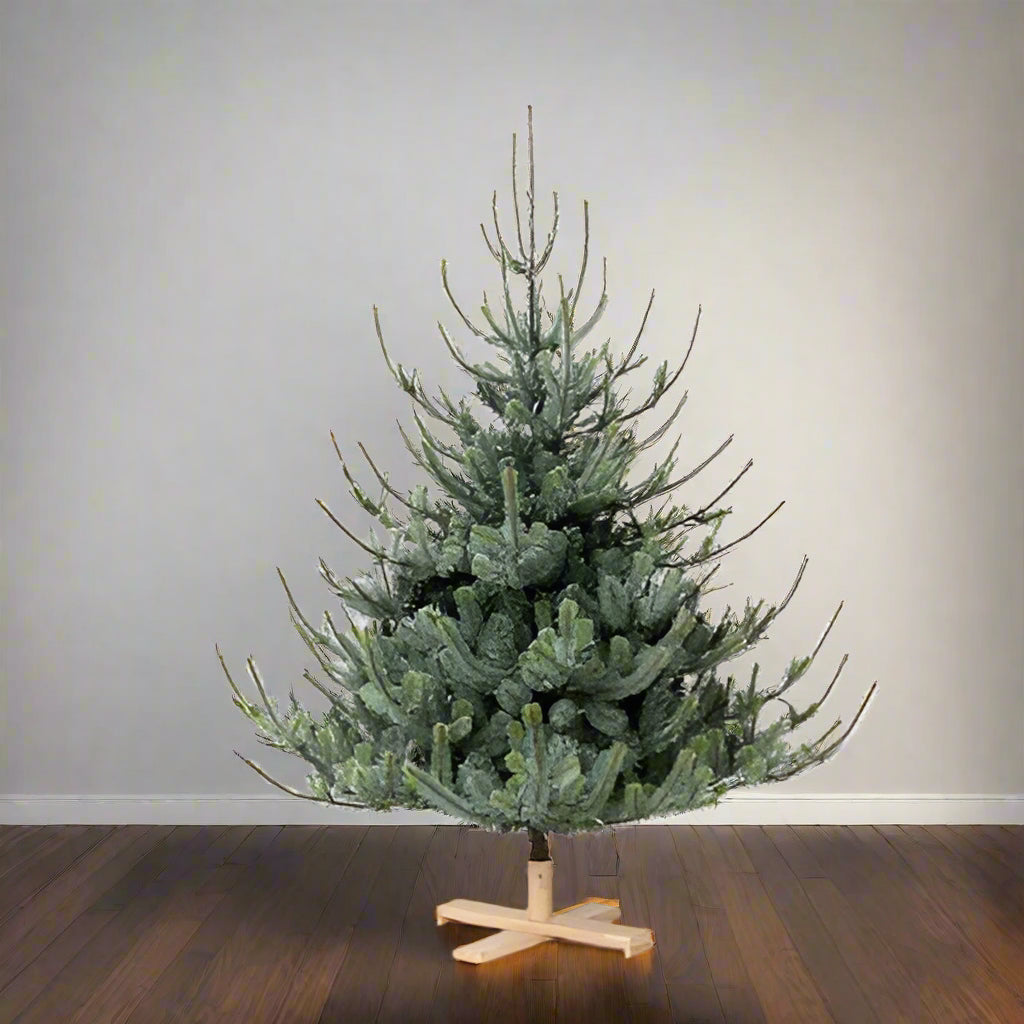 Park Hill Blue Spruce Christmas Tree 5.5' - Local Pick Up ONLY