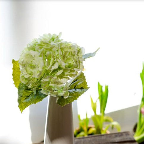 Hydrangea Stems
