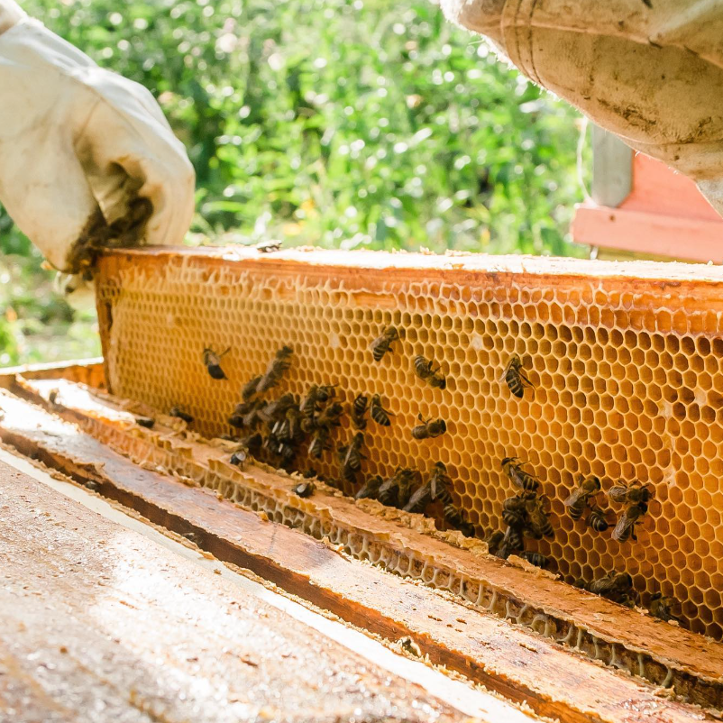 Generation Bee Flavored Honey