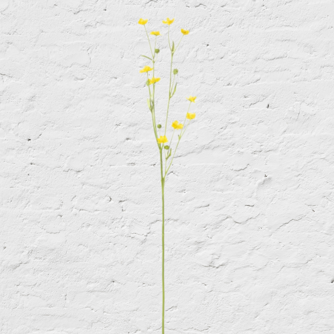 Park Hill Prairie Flower Yellow