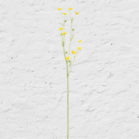 Park Hill Prairie Flower Yellow