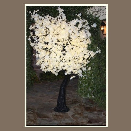 White Leaf Maple Tree - For Local Pick Up ONLY