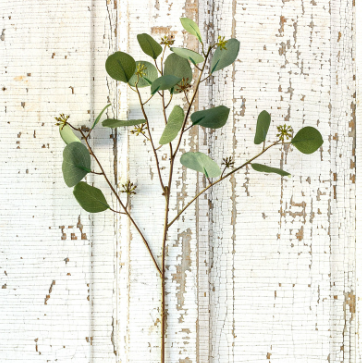 Park Hill Silver Dollar Eucalyptus Stem