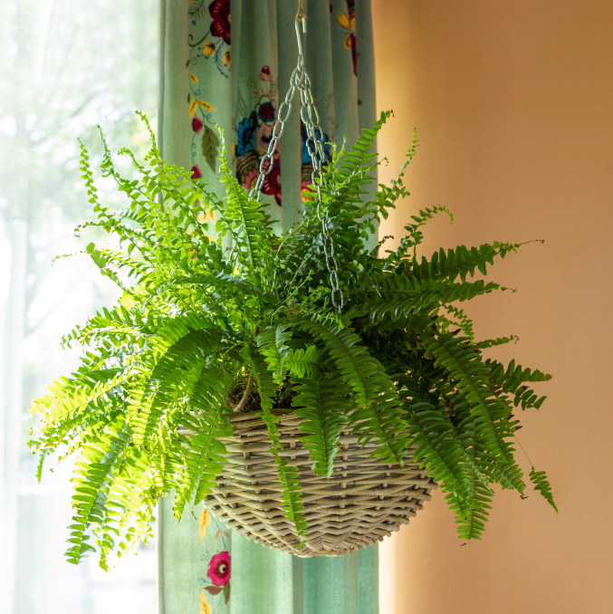 Rattan Hanging Planter