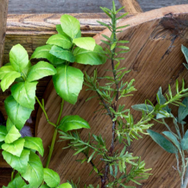 Rosemary Stem