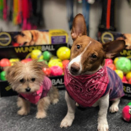 Wunderball Fetch Ball