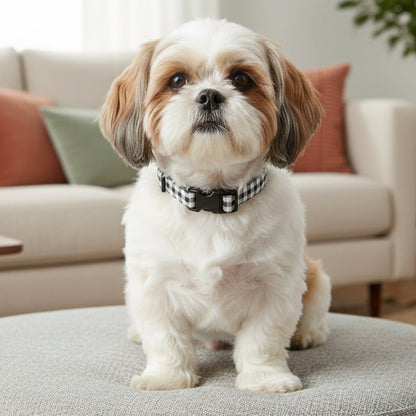 Black gingham dog collar on a shih tzu
