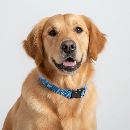Blue bandana-patterned dog collar shown on a golden retriever on a white background.