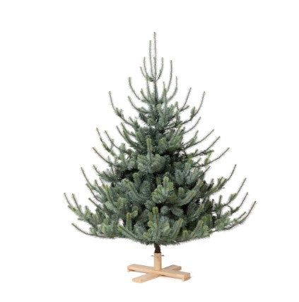 Blue Spruce Christmas Tree - Local Pick Up ONLY