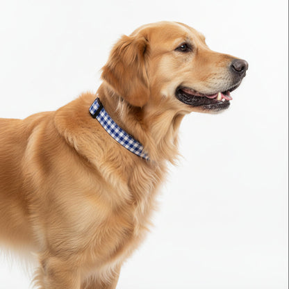 Golden retriever wearing a blue gingham checkered collar on a white background