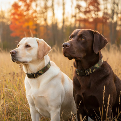 Camouflage-patterned dog collar on a yellow lab and chocolate lab in a field.