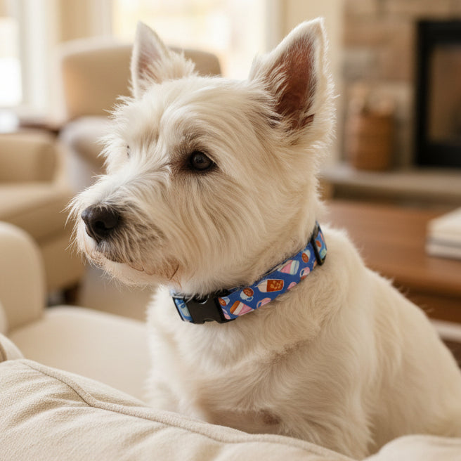 Dog collar with colorful mug pattern on a blue background featured on a white West Highland Terrier