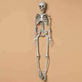 Hanging Plastic Skelton