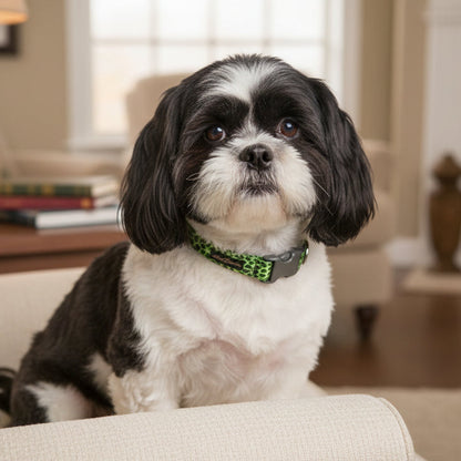 Green patterned dog collar with a brand logo on a black and white dog sitting ion a chair
