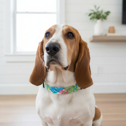 Colorful patterned dog collar with a black buckle on a basset hound in a white farmhouse home