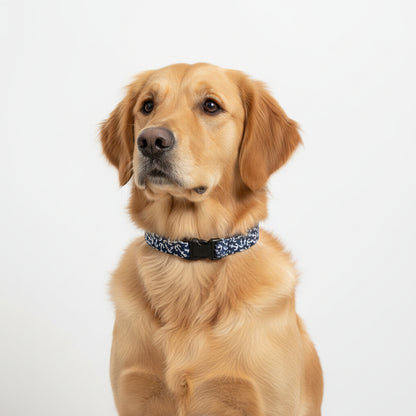 Navy blue dog collar with white anchor pattern on a cute dog on a white background