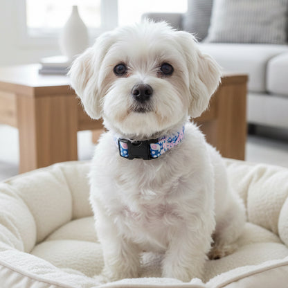 pink and blue paisley dog collar on a Maltese