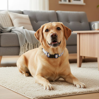 purple daisy dog collar with a black buckle on a Labrador retriever