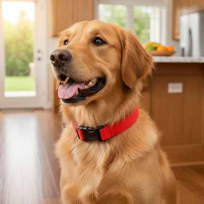 Red dog collar with black buckle on a golden retriever sitting in a kitchen