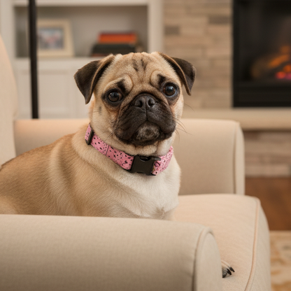 Pink bandana dog collar with black buckle on a pug sitting in an armchair in a family room