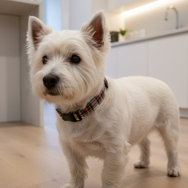 red and white plaid tartan dog collar on a west highland terrier standing in a kitchen